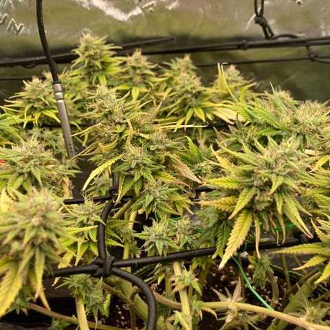 Northern lights #10 growlog timeline photo