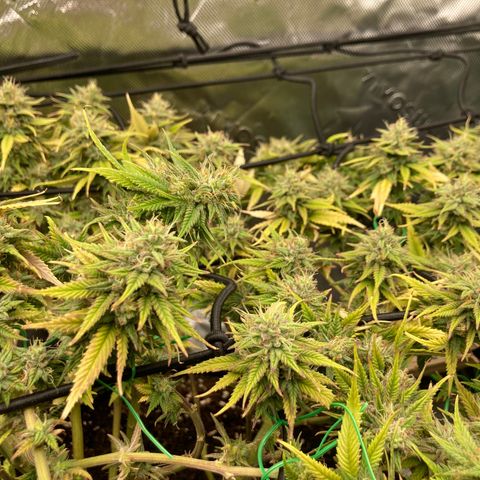 Northern lights #10 growlog timeline photo