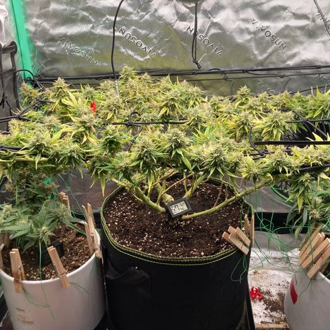 Northern lights #10 growlog timeline photo