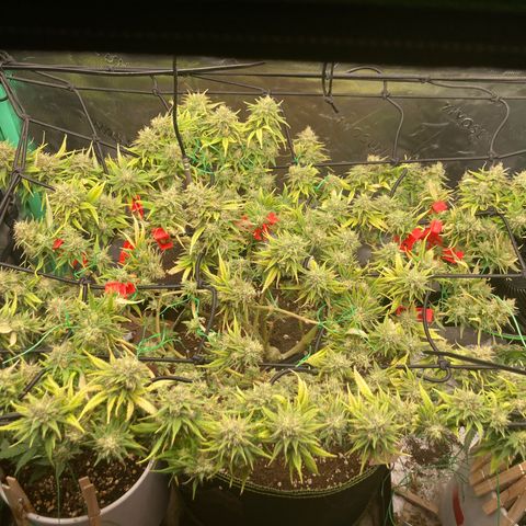 Northern lights #10 growlog timeline photo