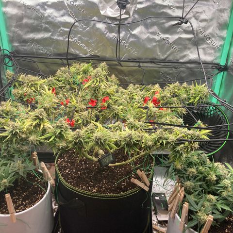 Northern lights #10 growlog timeline photo