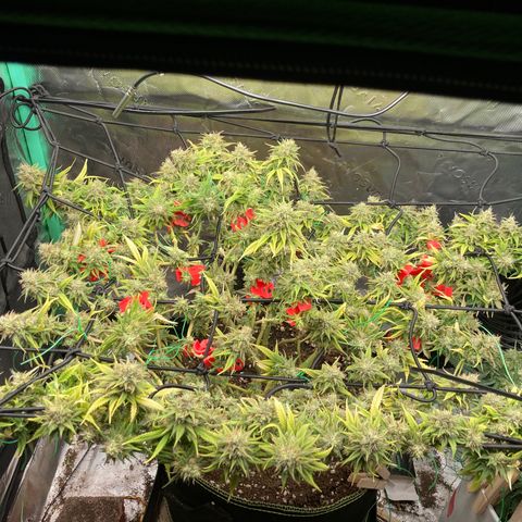 Northern lights #10 growlog timeline photo