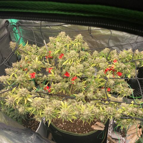 Northern lights #10 growlog timeline photo