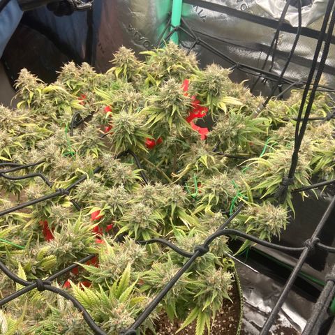 Northern lights #10 growlog timeline photo