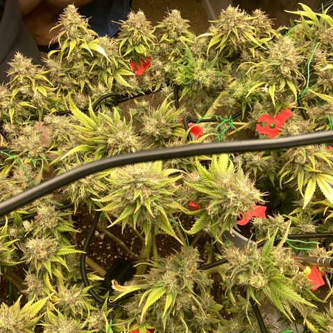 Northern lights #10 growlog timeline photo