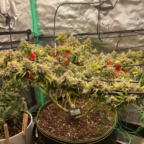 Northern lights #10 growlog timeline photo