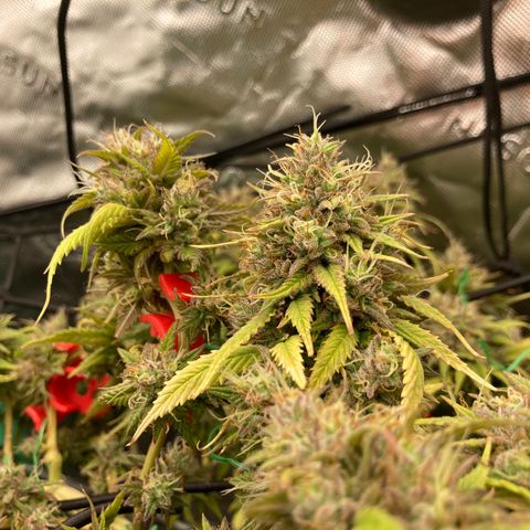 Northern lights #10 growlog timeline photo