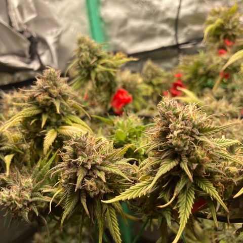 Northern lights #10 growlog timeline photo