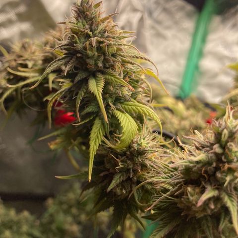 Northern lights #10 growlog timeline photo