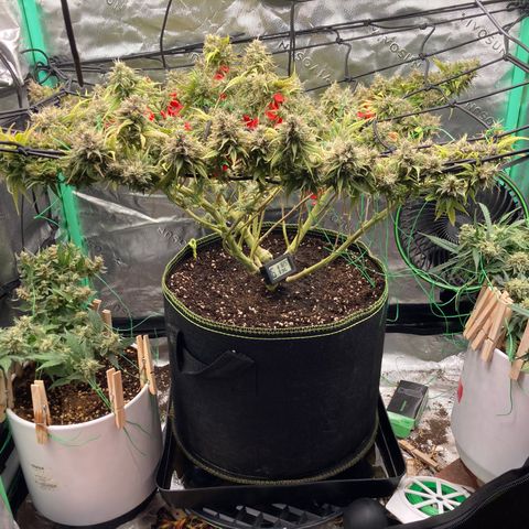 Northern lights #10 growlog timeline photo