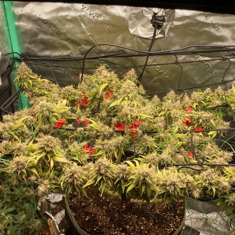 Northern lights #10 growlog timeline photo