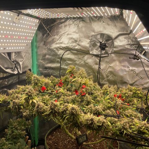 Northern lights #10 growlog timeline photo