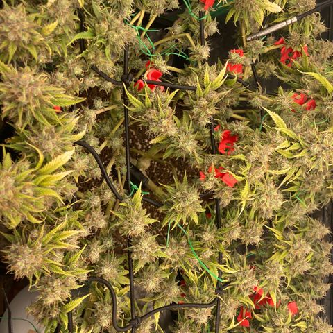Northern lights #10 growlog timeline photo