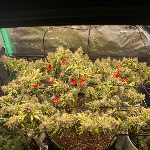 Northern lights #10 growlog timeline photo