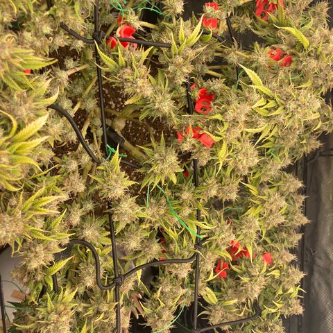 Northern lights #10 growlog timeline photo