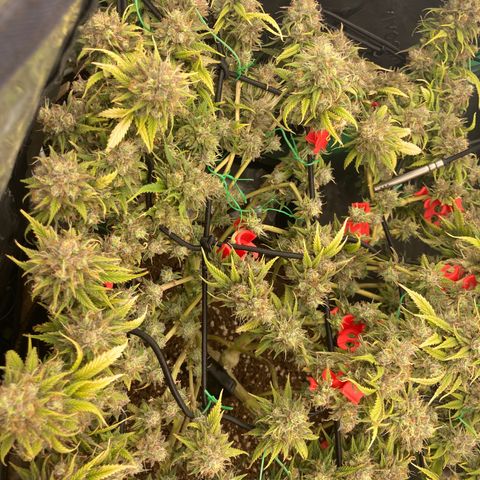 Northern lights #10 growlog timeline photo