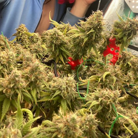 Northern lights #10 growlog timeline photo