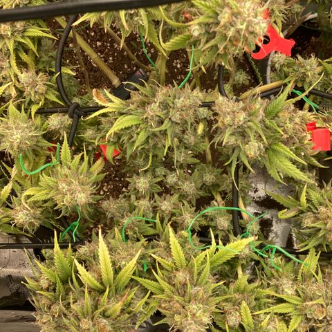 Northern lights #10 growlog timeline photo