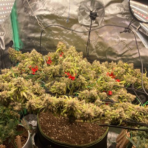 Northern lights #10 growlog timeline photo