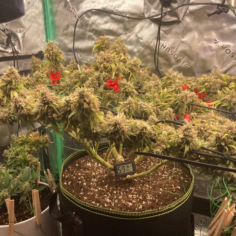 Northern lights #10 growlog timeline photo