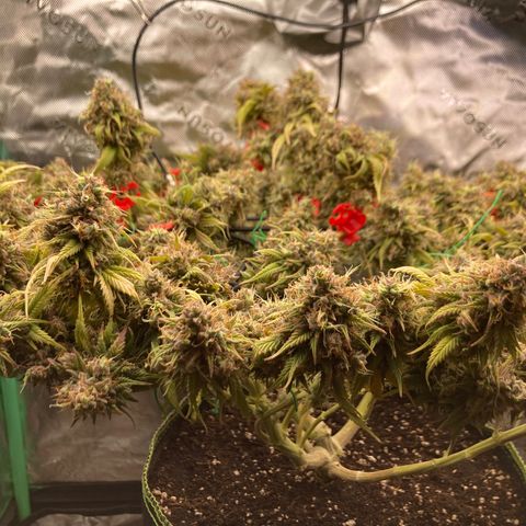 Northern lights #10 growlog timeline photo