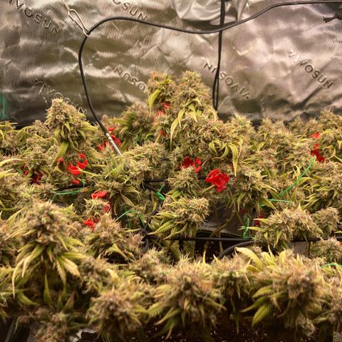 Northern lights #10 growlog timeline photo