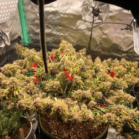 Northern lights #10 growlog timeline photo
