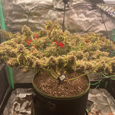 Northern lights #10 growlog timeline photo