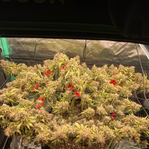 Northern lights #10 growlog timeline photo