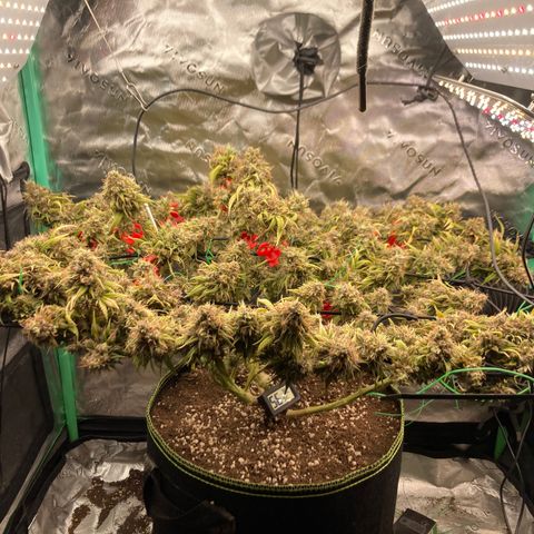 Northern lights #10 growlog timeline photo