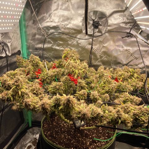 Northern lights #10 growlog timeline photo