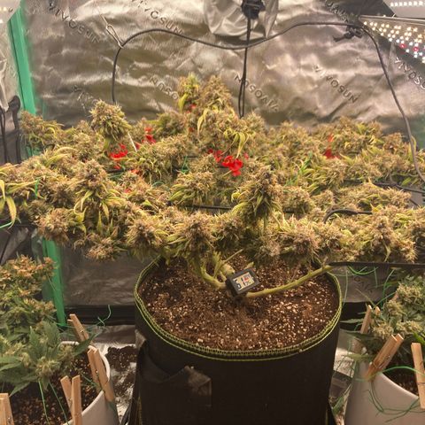 Northern lights #10 growlog timeline photo