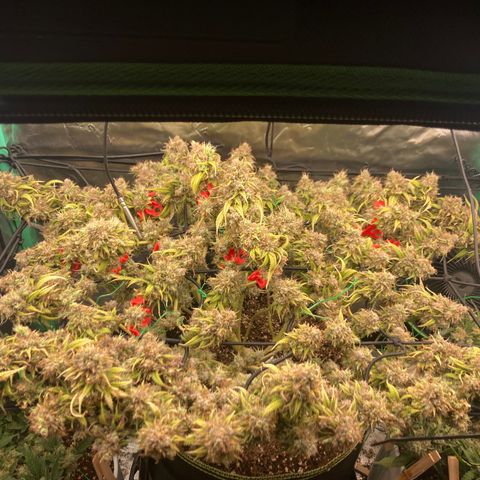 Northern lights #10 growlog timeline photo