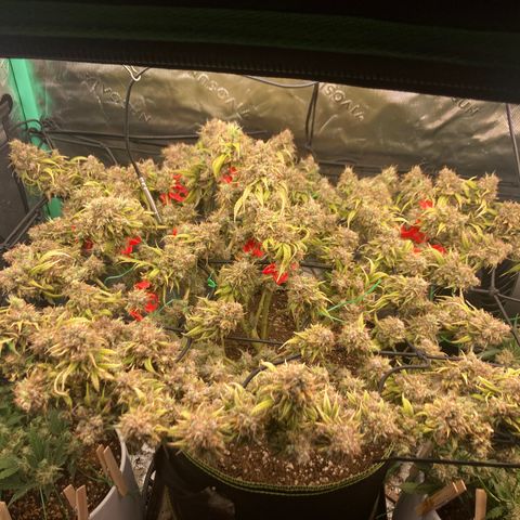 Northern lights #10 growlog timeline photo