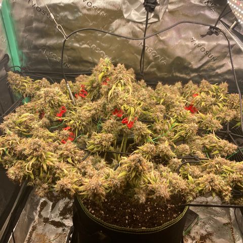 Northern lights #10 growlog timeline photo
