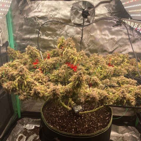 Northern lights #10 growlog timeline photo
