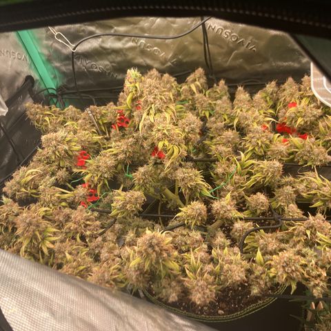 Northern lights #10 growlog timeline photo