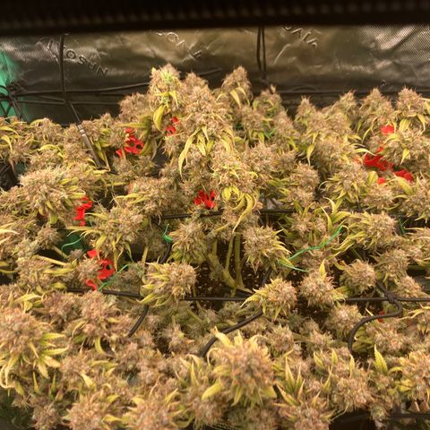 Northern lights #10 growlog timeline photo