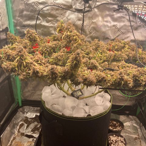 Northern lights #10 growlog timeline photo