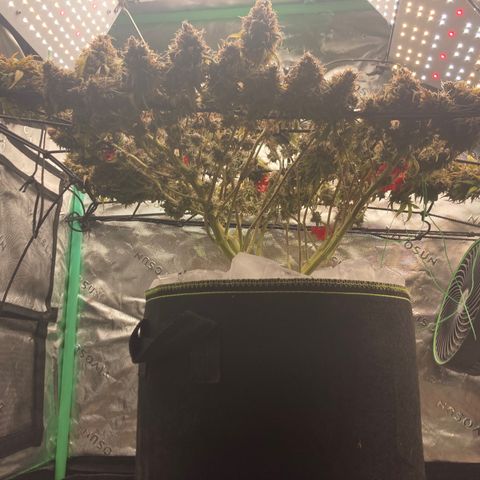 Northern lights #10 growlog timeline photo