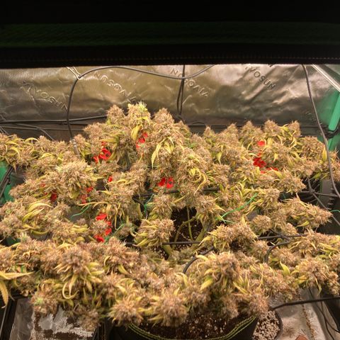Northern lights #10 growlog timeline photo