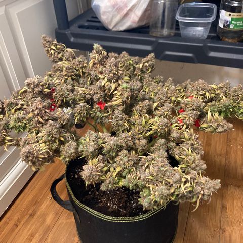 Northern lights #10 growlog timeline photo