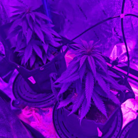 AH growlog photo: Still see what looks like a cal issue