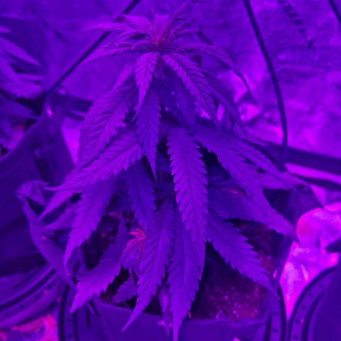 AH growlog photo: Still see what looks like a cal issue