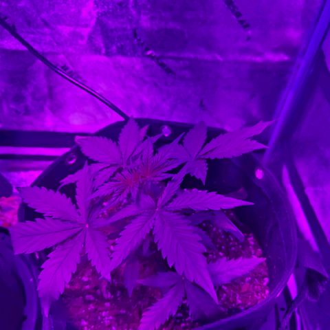 AH growlog photo: Still see what looks like a cal issue