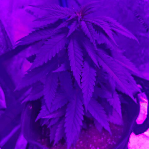 AH growlog photo: Still see what looks like a cal issue