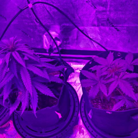 AH growlog photo: Still see what looks like a cal issue