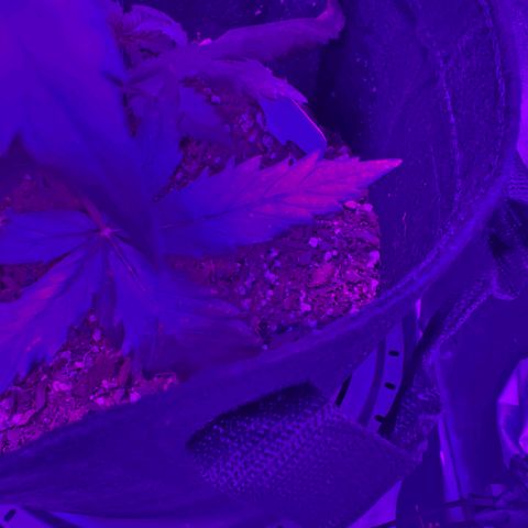 AH growlog photo: Still see what looks like a cal issue
