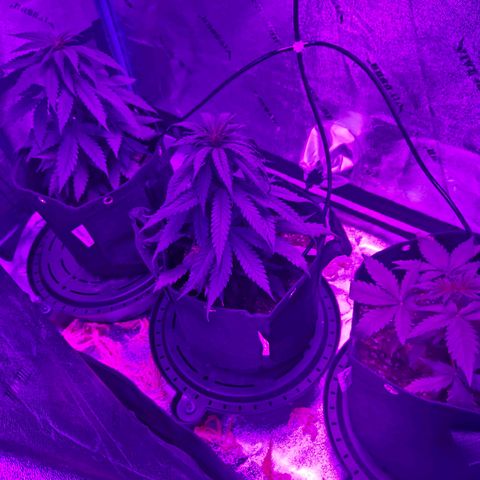 AH growlog photo: Still see what looks like a cal issue