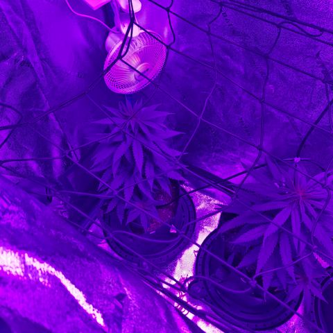 AH growlog photo: Added net